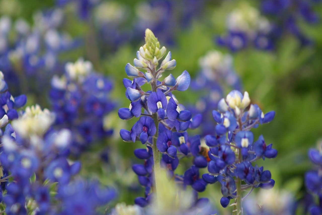 bluebonnets, texas bluebonnets, nature-2433508.jpg